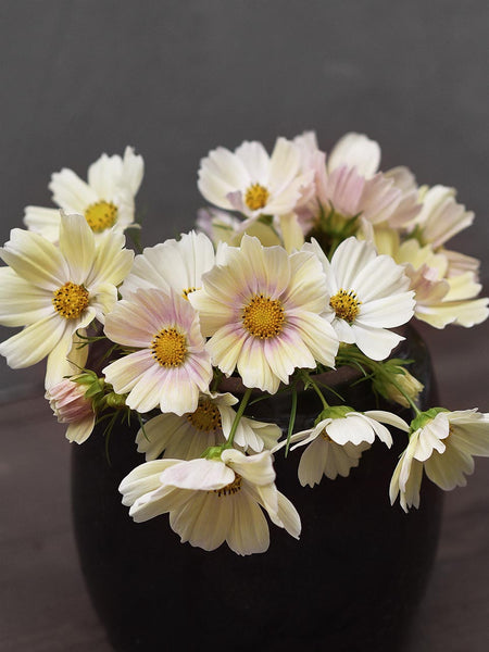 Cosmos 'Kiiro' – Zetas Garden - Online Store