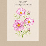 Rosenskära 'Rosetta'