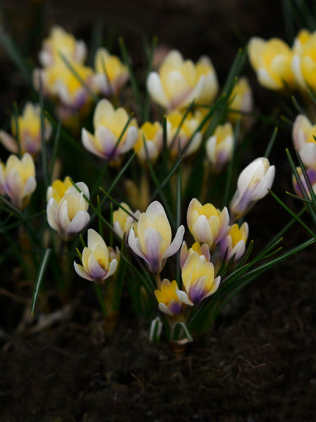 Crocus-