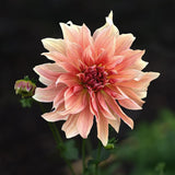 Dahlia 'Babylon Bronze'