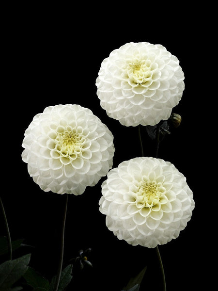 Ｄahlia☆ Shop Zingaro Dahlia Online | Dahlia Bulbs | Breck's