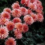 Dahlia 'City of Leiden'