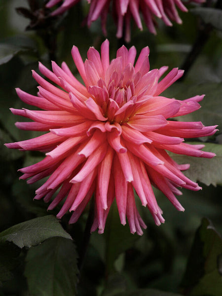 Dahlia-City-of-Leiden_61076bd0