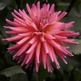 Dahlia 'City of Leiden'