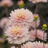 Dahlia 'Diana's Memory'