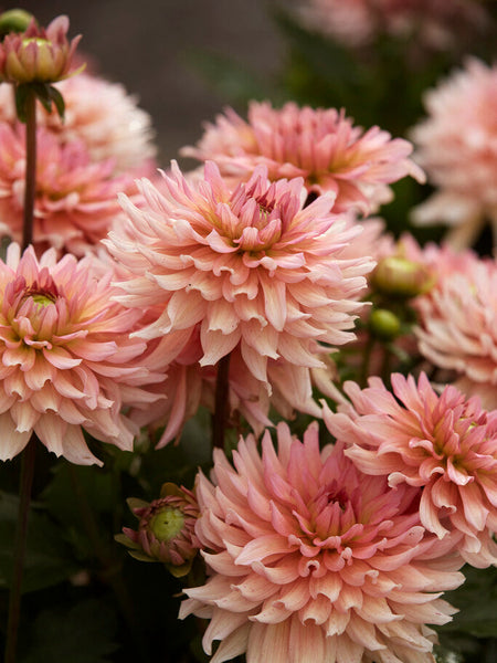 その他 DAHLIA X Japan Dahlia(Album)Japan CD+obi AMCM-4271 | eBay