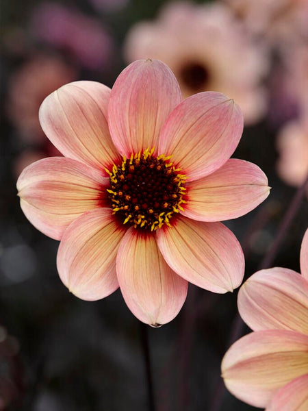 DAHLIAさん専用 Dahlia 'HS Kiss' – Zetas Garden - Online Store