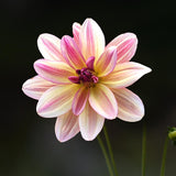 Dahlia 'Happy Butterfly'