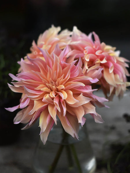 その他 DAHLIA Dahlia 'L.A.T.E' – Zetas Garden - Online Store