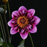 Dahlia 'Liquid Desire'