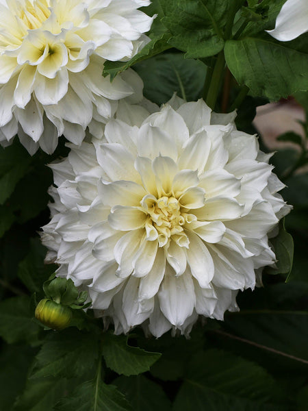 Dahlia-Myama-Fubuki1_f11cfa96-