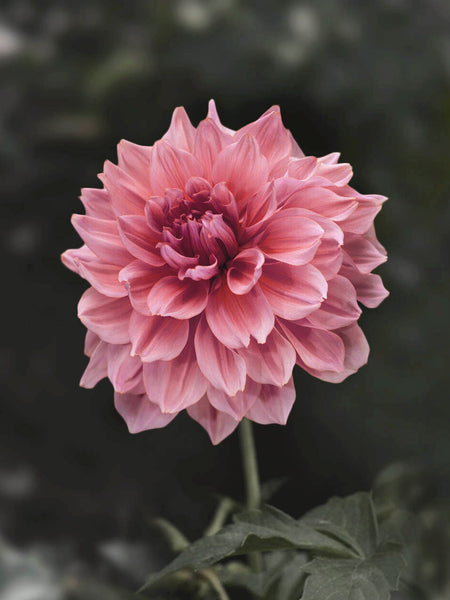 Dahlia-Ottos-Thrill-15.16.