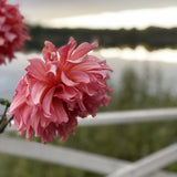 Dahlia 'Otto's Thrill'