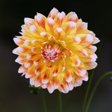 Dahlia 'Peaches'