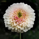 Dahlia 'Pink Pearl'