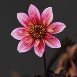 Dahlia 'Princess Nadine'