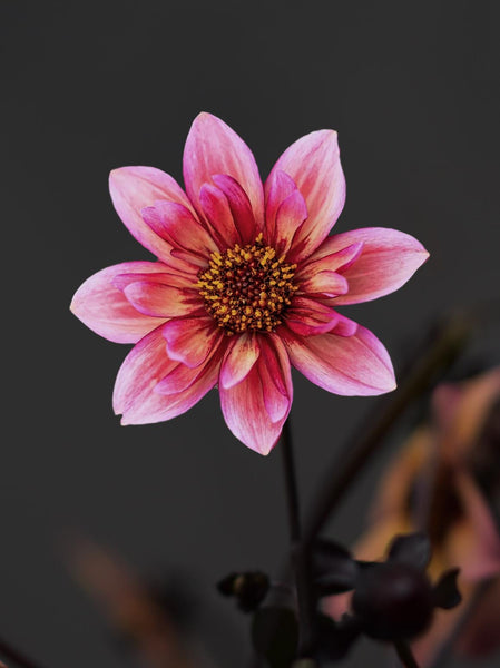 Ｄahlia☆様 ZIPPITY DO DA | Swan Dahlias