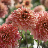 Dahlia 'Salmon Runner'