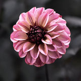 Dahlia 'Senior's Hope'