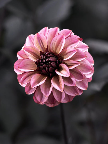 dahlia*様 Decorative Dahlia, Night Silence | Tubers and Bulbs