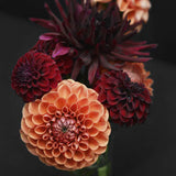 Dahlia 'Sylvia'