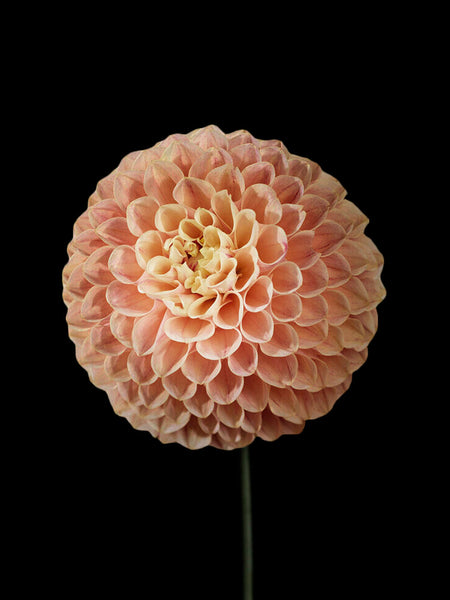 Ｄahlia☆様 20th Ave Softer Peach Dahlia Tuber | 20th Ave Softer Peach