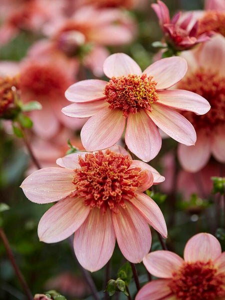 Dahlia 'Totally Tangerine' – Zetas Garden - Online Store