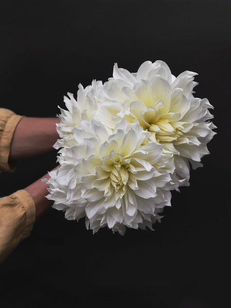 Dahlia-White-Alva_95091a21-