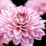 Dahlia 'La Tour Gallery'