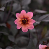 Dahlia  'Bishop's Children'