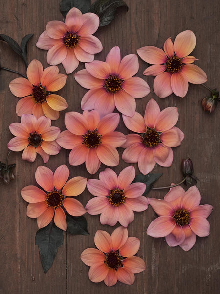 Dahlia 'Bishop's Children – Zetas Garden - Online Store