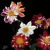 Dahlia 'Dandy Improved Mix'