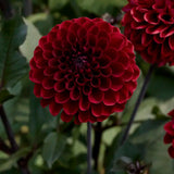 Dahlia 'Baccara'