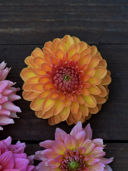 Dahlia_Bonanza_03e16e8c-b57e-