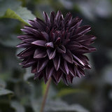 Dahlia 'Czarny Charakter'