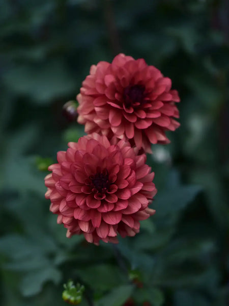 DAHLIAさん専用 Jabberbox dahlia tubers for sale - Pedaling Petals