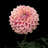 Dahlia 'Dusty Beauty'