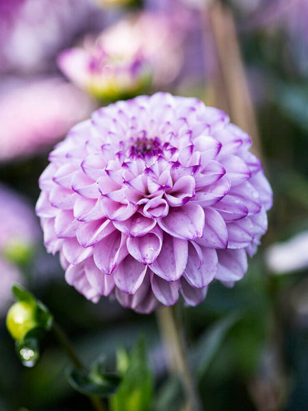 Dahlia 'Genova' – Zetas Garden - Online Store