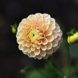 Dahlia 'Honey Dew'
