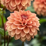 Dahlia 'Iced Tea'