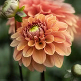 Dahlia 'Iced Tea'