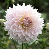 Dahlia 'Ka's Cloud'