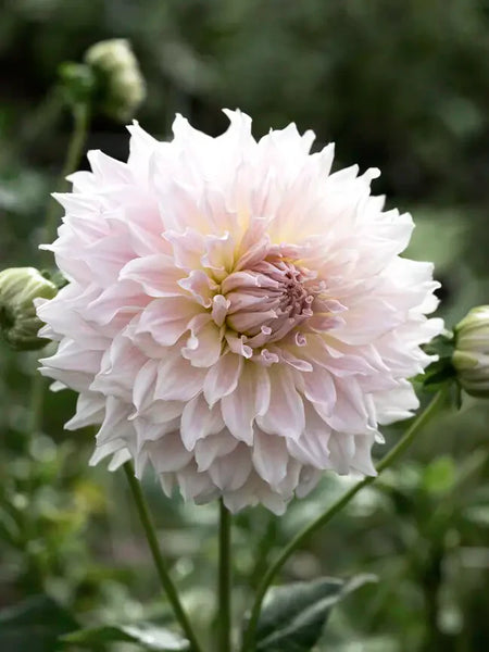Dahlia 'Ka's Cloud' – Zetas Garden - Online Store