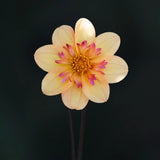 Dahlia 'Kelsey Ann Joy'