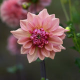 Dahlia 'La Belle Epoque'