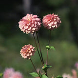 Dahlia 'Milena Fleur'