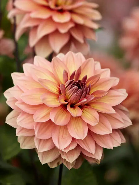 Ｄahlia☆様 20th Ave Softer Peach - Dahlia - Tuber – Birddog Flower Farm