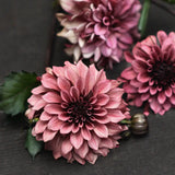 Dahlia 'Night Silence'