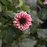 Dahlia 'Night Silence'