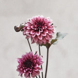 Dahlia 'Night Silence'